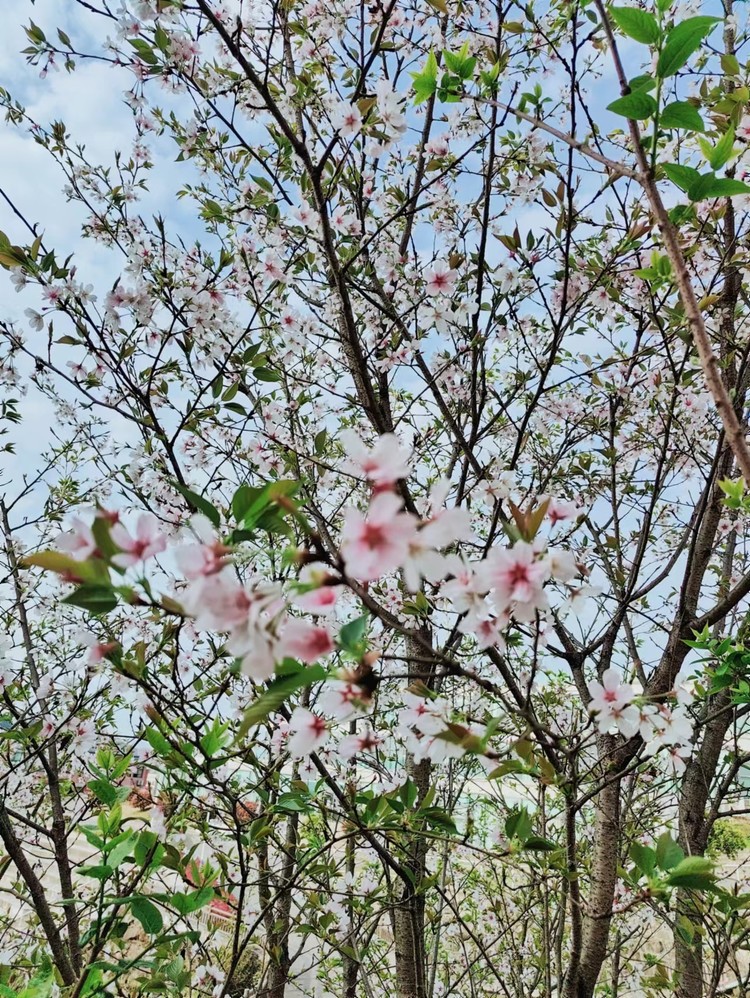 ����ѧУ|�����ڷż�֪ͨ���������б�һ����ѧУ2024���������¼ҳ���һ����